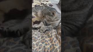 Kneading cat cat pets cute viralvideo [upl. by Eislrahc]