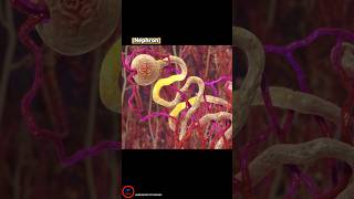 Kidney Function  Short Intro [upl. by Sundin]