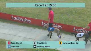 Crayford Greyhounds Races on 4th July 2024 [upl. by Noicpecnoc]