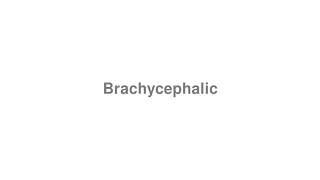 How to Pronounce quotBrachycephalicquot [upl. by Robin]