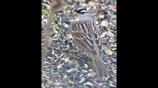 White crowned Sparrow 1 [upl. by Uwton]