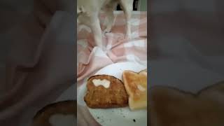 My Dog Tries to Hide My Toast 🤭 [upl. by Atimad]