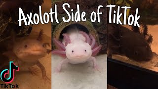 Axolotl Side of TikTok [upl. by Vada148]