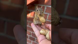 Chipmunk cuteness🥰❤ytshorts viral [upl. by Emirac]