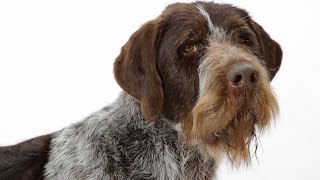 German Wirehaired Pointer [upl. by Droc]