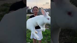 Gigantic Bunnies Meet the Flemish Giant Rabbit [upl. by Treve851]