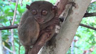 Tarsier  the smallest monkey in the world HD [upl. by Byrdie253]