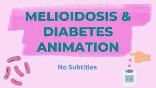 Melioidosis Animation with Diabetes [upl. by Eiduam]