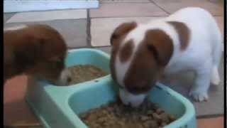 MINIATURE JACK RUSSELL PUPS [upl. by Arit]