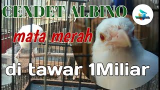 CENDET ALBINO MATA MERAH ditawar 1Miliar [upl. by Alodi]