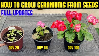 How To Grow Geranium At Home FULL INFORMATION [upl. by Nitsua]