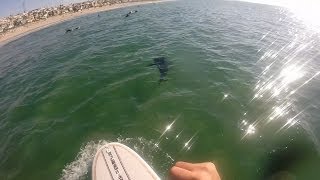 Crazy great white shark sightings at El Porto in Manhattan Beach [upl. by Moynahan]