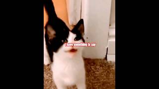 Can CATS TALKfunny CUTEcats funnyshorts [upl. by Dlaner]