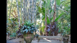 EN FLORIDE  UN JARDIN TROPICAL COMPOSÉ DE PLANTES DINTÉRIEUR COMME VOUS NE LES AVEZ JAMAIS VUES [upl. by Lielos]