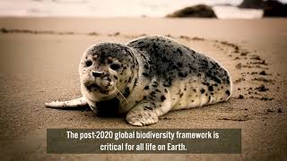 The Post2020 Global Biodiversity Framework [upl. by Tahmosh618]