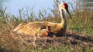 Sandhills Cranes on nest with chicks [upl. by Duff630]