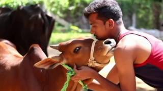 kombu vacha singamada  JALLIKATTU idhu oru adayalam video  G V Prakash kumar [upl. by Inhsor]