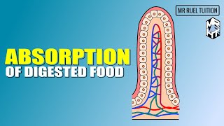 Absorption of Digested Food [upl. by Suter856]