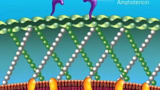 The Role of Amphotericin [upl. by Leuas]