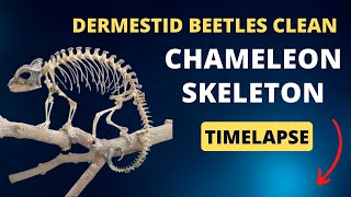 LIVE Dermestid Beetles [upl. by Granniah]