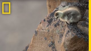 Arctic Geese Chicks Jump Off Cliff to Survive  Hostile Planet [upl. by Anitnauq601]