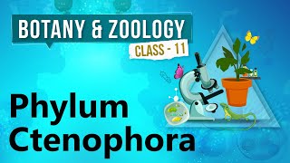 Phylum Ctenophora  Kingdom Animalia  Biology Class 11 [upl. by Eeresid]