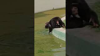 Chimpanzee in Alipore Zoo Kolkata travel [upl. by Cavill]