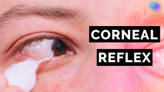 Corneal Reflex Assessment  CN V  OSCE Clip  UKMLA  CPSA [upl. by Ennadroj]