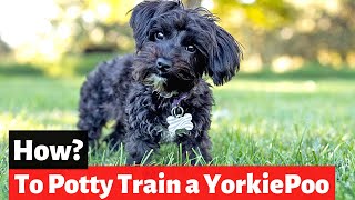 How to Potty Train a Yorkie Poo  Yorkie Poodle Cross Potty Training [upl. by Beret535]