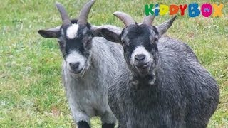 Bauernhof Tiere  Ziegen  Goats  KIDDYBOXTV [upl. by Fulbert]