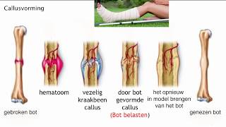 Lengte en breedtegroei van de botten en callusvorming [upl. by Jez]