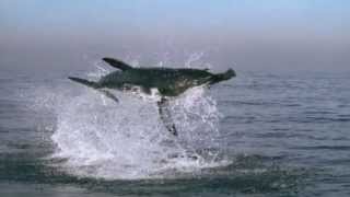 Great White Shark Attack  BBCs Planet Earth ® [upl. by Fennie403]