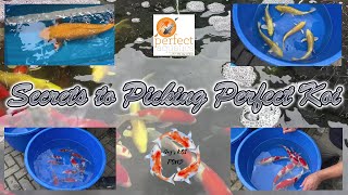 Secrets to Picking Perfect Koi [upl. by Ardnuyek]