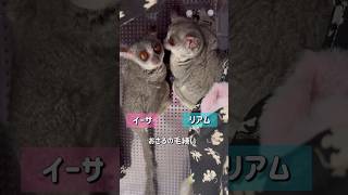 Bushbaby 可愛過ぎるおさるの毛繕い🐵shots ブッシュベイビー おさるさん bushbaby ショウガラゴ [upl. by Yoc58]