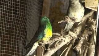 Red Rumped Parakeet Song [upl. by Emmalyn]