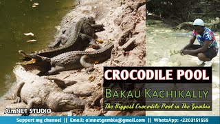 BAKAU KACHIKALLY  I Visited The Biggest Crocodile Pool in the Gambia   AIMNET MOVIES [upl. by Rovert]