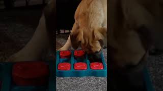 Puppy plays with toy ASMR [upl. by Frida61]