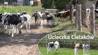 Ucieczka Cielaków z pastwiska  Białogrzbiete [upl. by Seif]