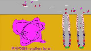 DIGESTIVE ENZMES PEPSINOGEN AND PEPSIN [upl. by Adnoel862]