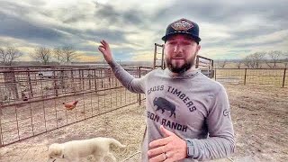 Behind The Scenes At Cross Timbers Bison Ranch [upl. by Joab]