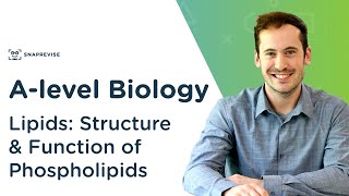 Lipids Structure and Function of Phospholipids  Alevel Biology  OCR AQA Edexcel [upl. by Maleen]