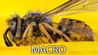 Macro Photography Tutorial  BEGINNER TO PRO [upl. by Anoirtac]