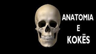 Anatomia e Kokës së Njeriut  Animacion 3D [upl. by Esalb]