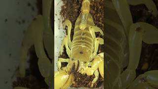 Israeli gold scorpion Scorpio maurus grooming [upl. by Danczyk]