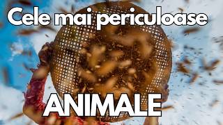 Cele Mai Periculoase Animale [upl. by Noletta231]