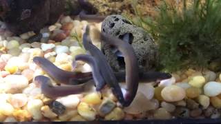 Black Kuhli Loaches Feeding [upl. by Aniroc]