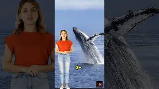 Top 5 mind blowing facts about whaleWhaleWonders OceanGiantsBlueWhaleFacts WhaleSongocean [upl. by Oona]