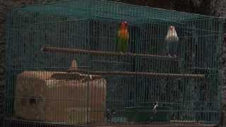 Ramai Kicauan Lovebird Lovebirds Sounds 14 [upl. by Gaillard]