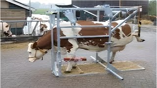 🐄COWS HOOF CLEANING Trimming cows hooves [upl. by Trever]