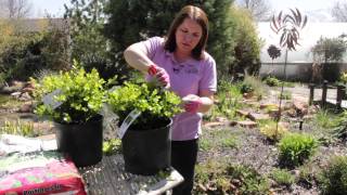 Winter Gem Boxwood Pruning  Grow Guru [upl. by Redd]